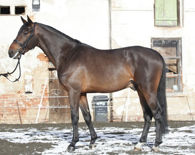 Diasini HB Z